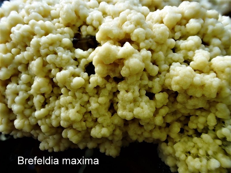 Brefeldia maxima-amf380-1.jpg - Brefeldia maxima ; Syn1: Reticularia maxima ; Syn2: Licea perreptans ; Non français: Champignon tapioca